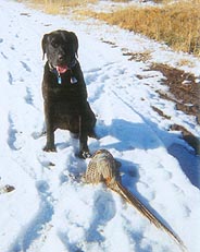 dog and large pheasant